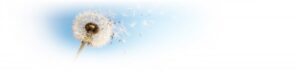 Pusteblume vor blauem Himmel